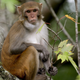 A Rhesus masque monkey.